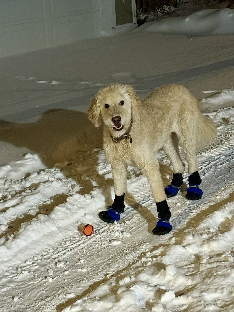 perogie83's tweet image. I had a little help with shoving the back driveway this evening. Only if he was as good with a shovel as he is with his ball.