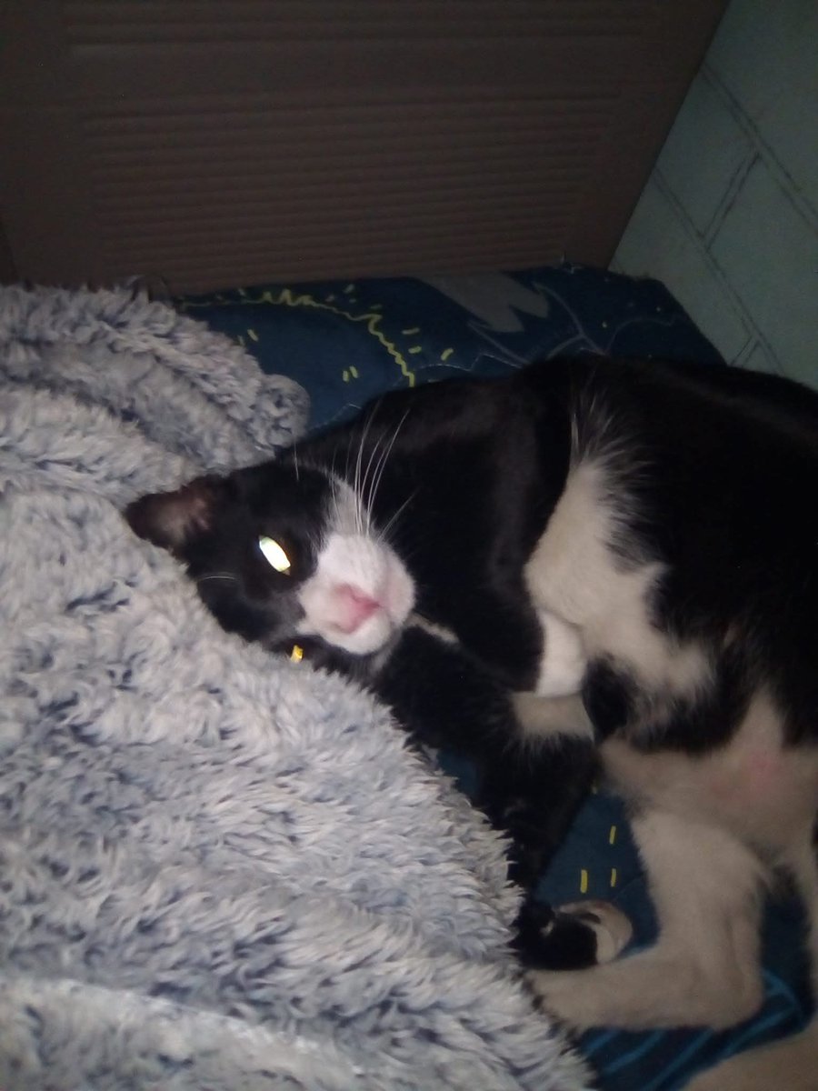 ST_GLACY tweet media