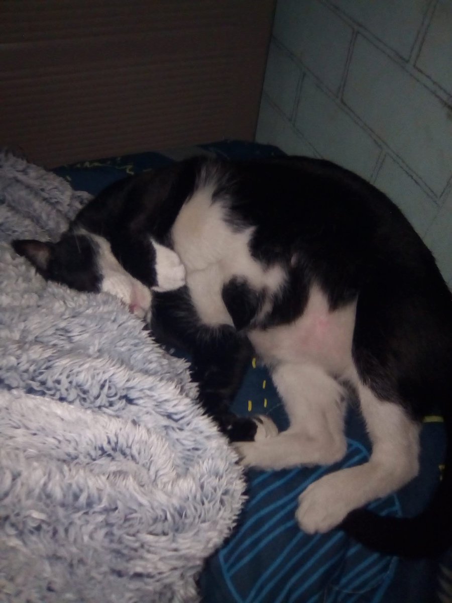 ST_GLACY tweet media