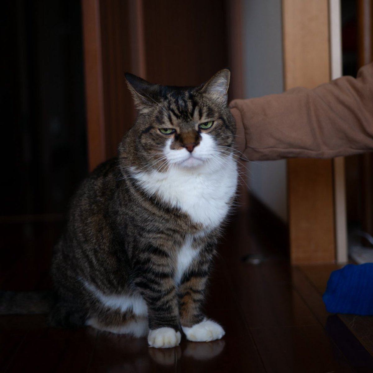 お昼寝しようと思ったら、たいたいが帰って来たにゃお！