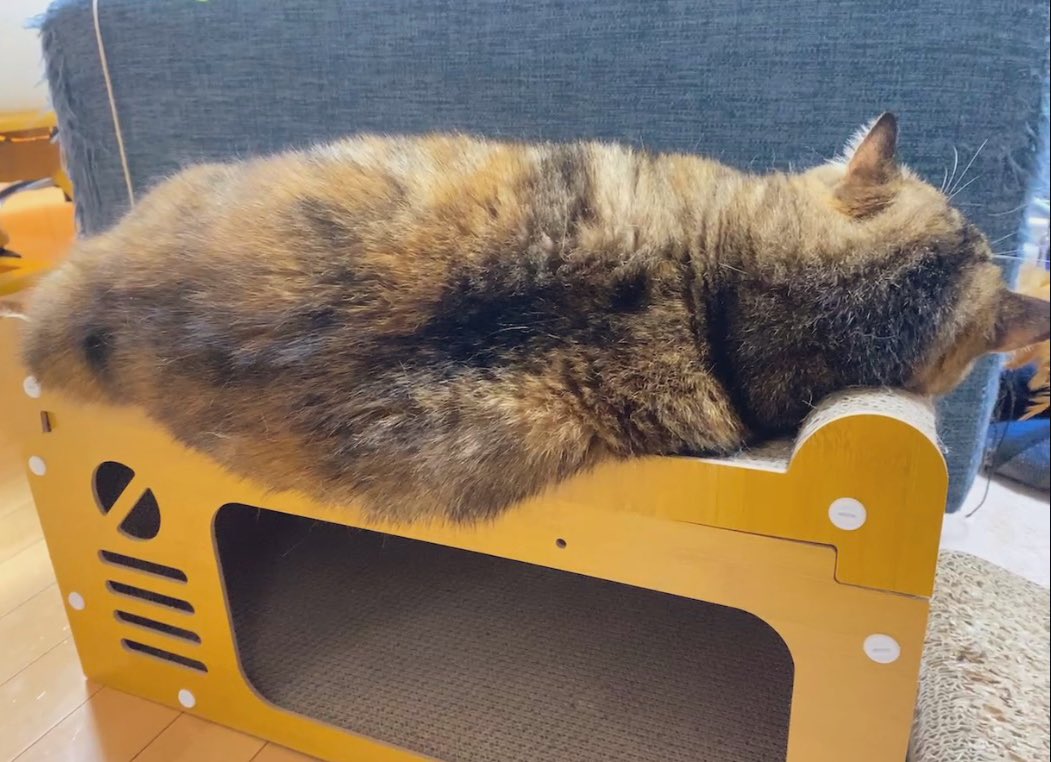 こぜにゃん落ちそうだよって言ってたけど背中のお肉は手遅れでした
 #猫のいる暮らし
 #姉猫