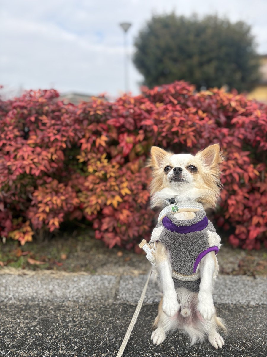 jpteky's tweet photo. プーキーズやZASHに憧れて、「きをつけ」を教えて本当によかったと思える瞬間🤭 https://t.co/5C20TVYaj0