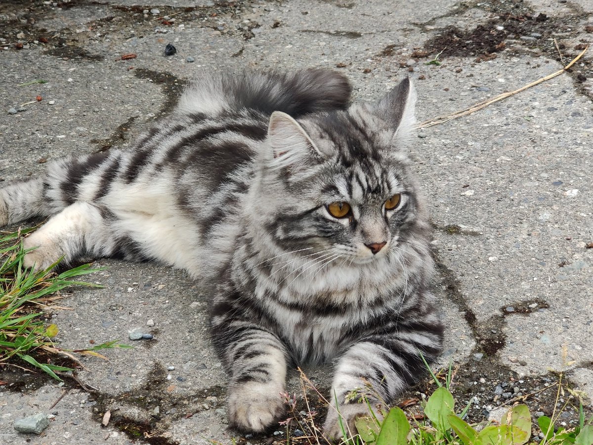 StrangerLamo's tweet image. Я та́к сильно любила её!!!💔
Моя яркая звёздочка сегодня убежала на радугу 🌈 Мягких и пушистых облачков тебе,  милое, любимое создание 🥺😭