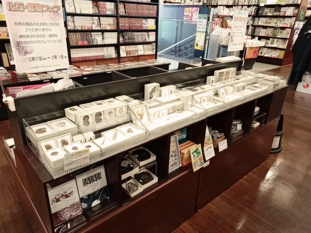 bunsdbamae_jp's tweet image. 今年も開催！「化石・鉱石フェア」🎉
2月１日まで。
アンモナイトや琥珀など人気の化石をはじめ、水晶やビスマスなど多彩な鉱石も取りそろえております。ぜひこの機会にお越しくださいませ。
#化石 #鉱石 #元素 #宝石 #ギフト