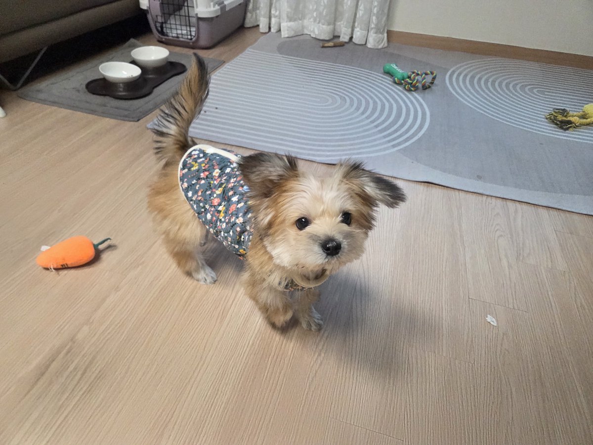 HaruDiary1102's tweet image. 김장 다 끝나고 김장조끼입은 견