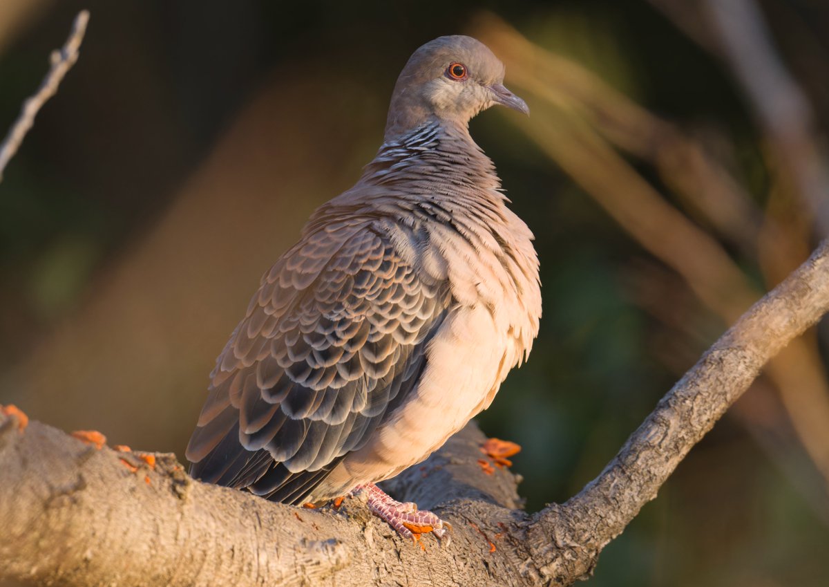 Uページ♡⃜ 六二二同学 (@sixtutu622) / Posts / X