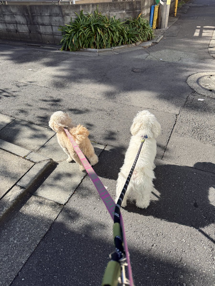 お昼散歩🚶‍♀️ ちょことぼんも楽しんだし、仕事に行くとするか^_^