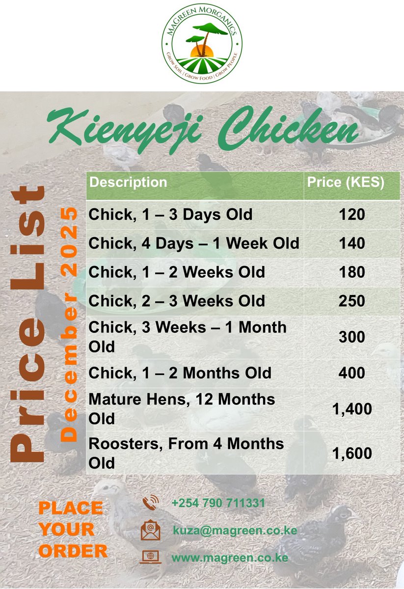 MagreenMorganic's tweet photo. Kienyeji chicks &amp; chickens available in #Fikirini #KwaleCounty. https://t.co/HjID9y9y9d