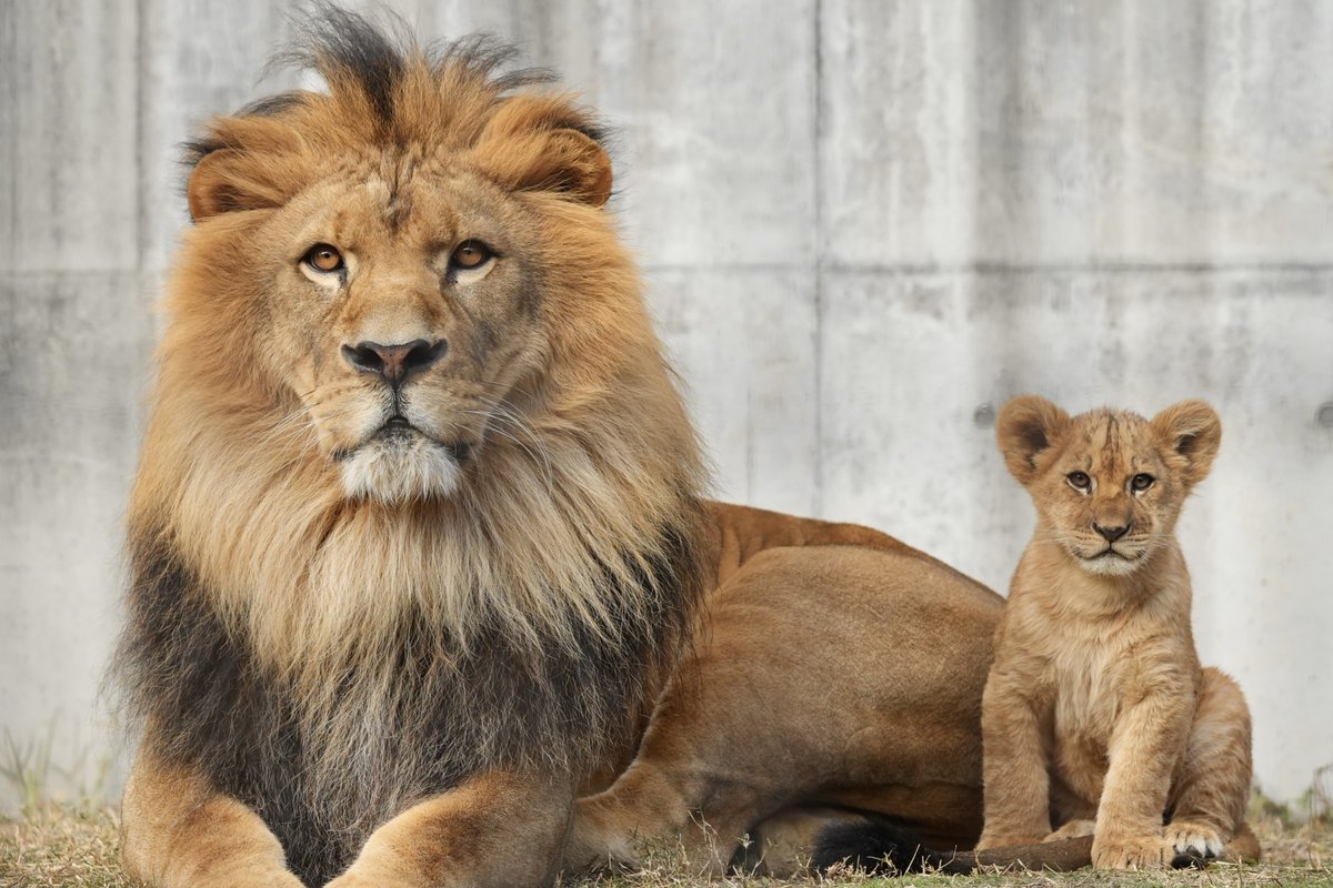 西武ライオンズマスコットのレオと ジャングル大帝のレオ #ライオンズ