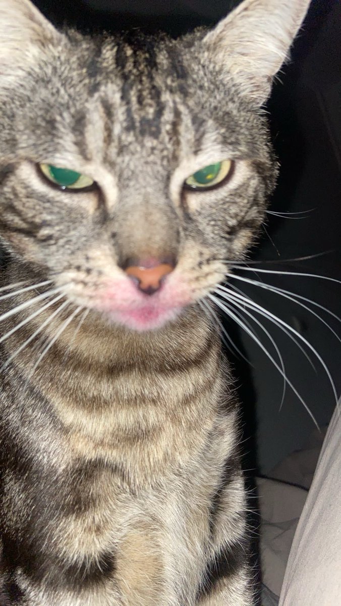 instableEmotion's tweet image. La bête