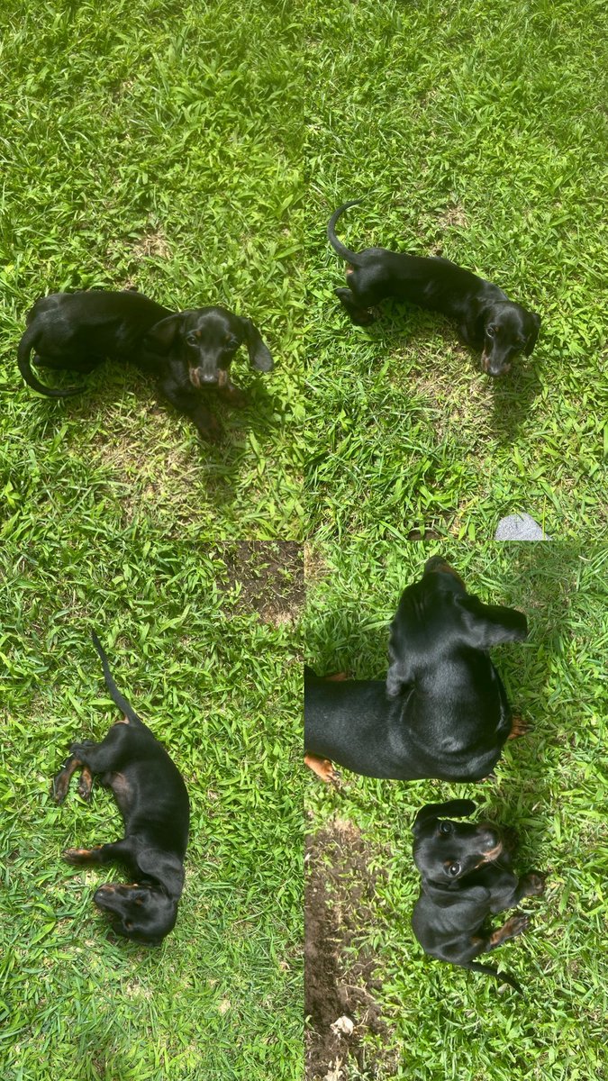 Salchi mini busca casita:
-macho
- Se entrega vacunado y desparasitado
- info al 8311-2913 o por dm
- entrega inmediata