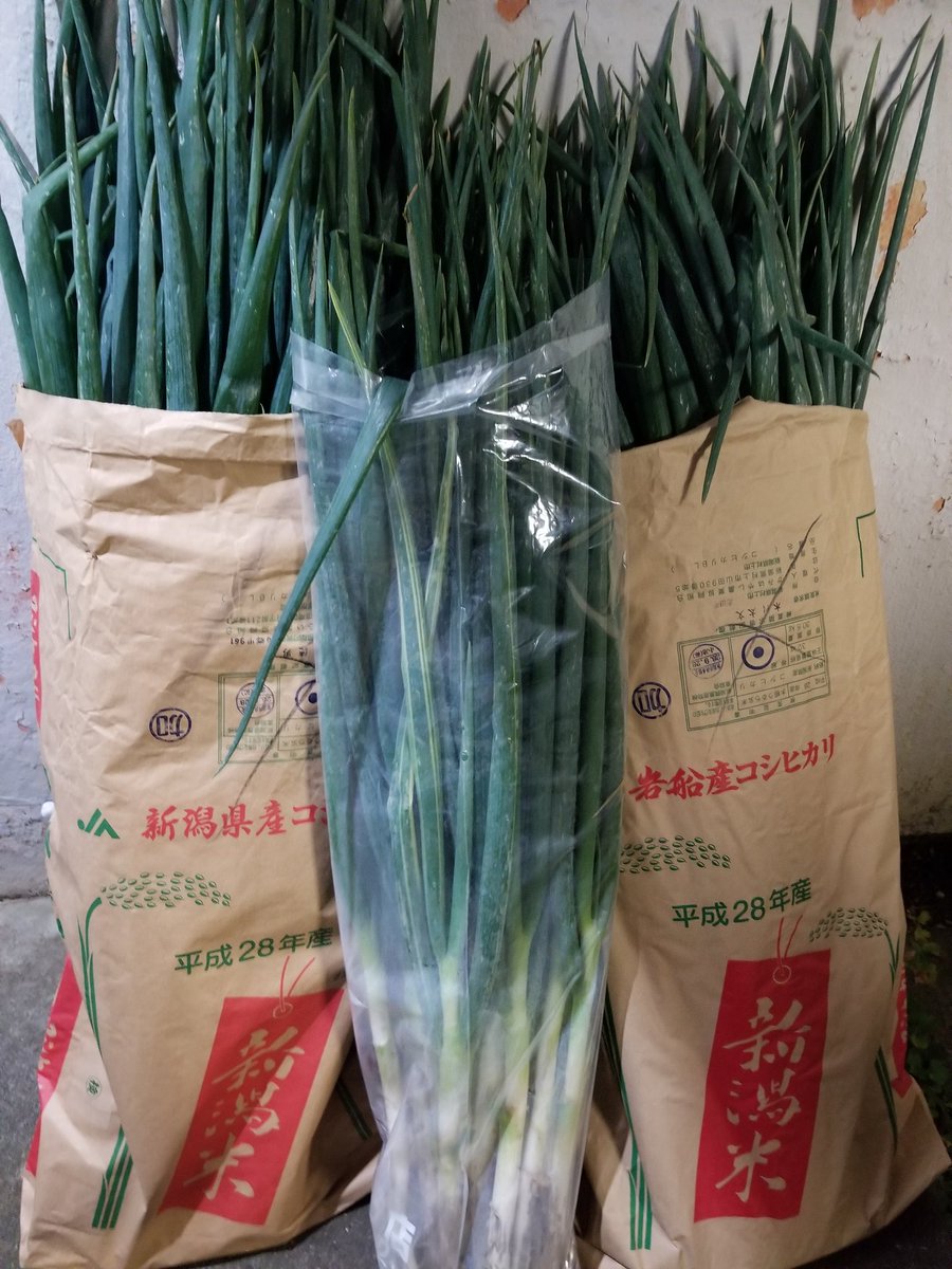 埼玉県深谷市新戒 #田島農園 記 : 今年も深谷の新戒ネギを20kg購入