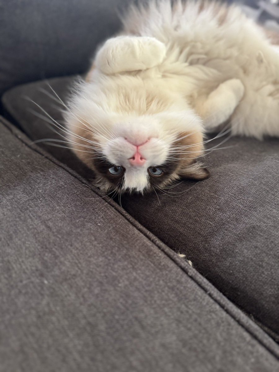 cham_chuno's tweet photo. ちゃむがあまえてきた！
▶︎おやつをあげる
   なでる

#ねこかわいいね #猫のいる暮らし #猫好きさんと繋がりたい https://t.co/wRzq1URJu3