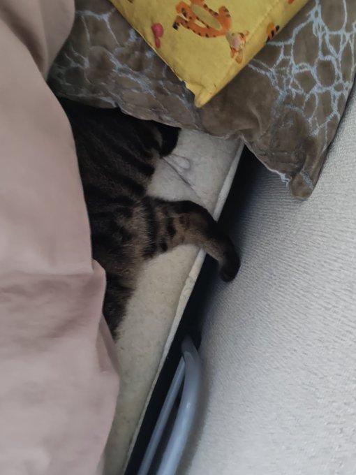 ねこねこちゃー 