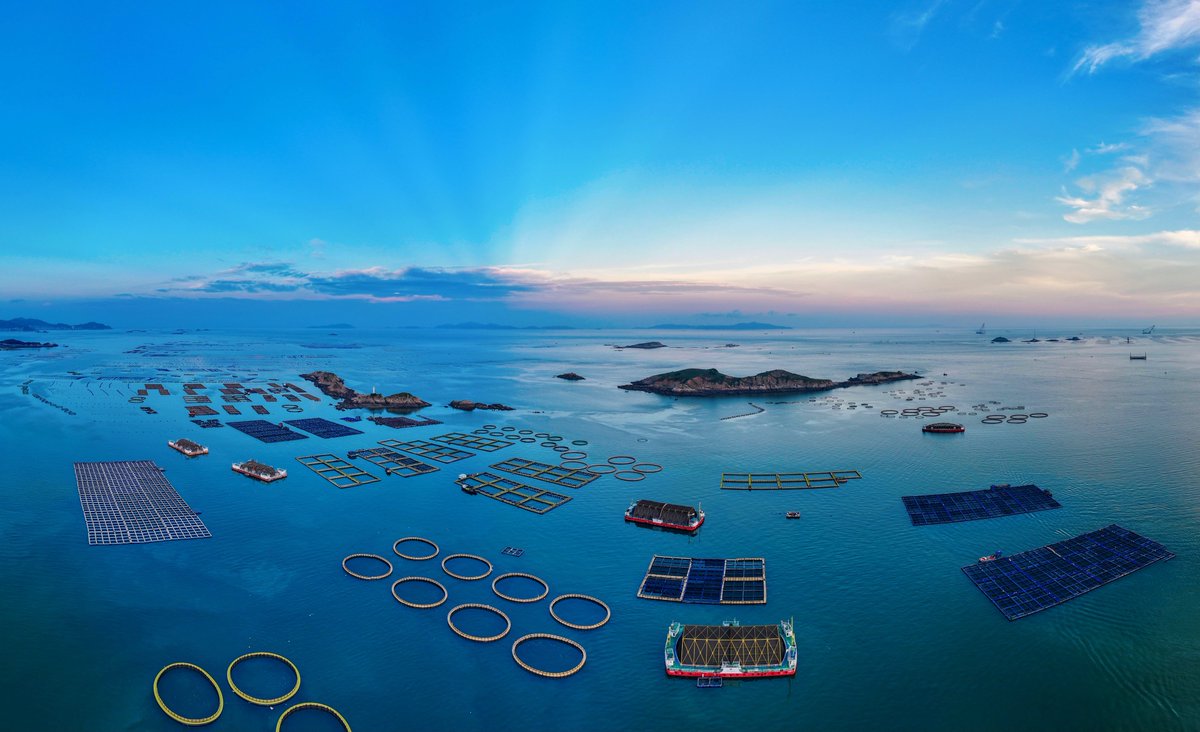 HolaFujian's tweet photo. 😍 🐟 🐟 In the heart of winter, the "sea ranches" off the coast of Lianjiang, Fuzhou are bustling with activity. Recently, as over a dozen deep-sea farming platforms have entered the harvest season, premium-quality large yellow croakers—comparable to their wild counterparts—are being steadily supplied to markets across China. 👍 ❤
#LargeYellowCroakers #Fuzhou #RefreshingFujian
@FuzhouCity @daviddelapaz @TianjinToday
@yuexuankanyue1 @Logan_ology @CCGBelfast
@China__Focus @aishangnanyang1 @LetChinese
@CAS__Science @QiushiJournal @SeeChangchun
@libelula_group @iloveguizhou @ChnConsulateNag
@ChinaCG_HH @salahzhang @consulat_de @ihenan_