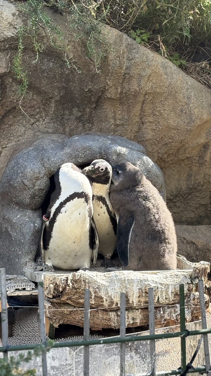 これはサンシャイン水族館の仲良しペンギンさん