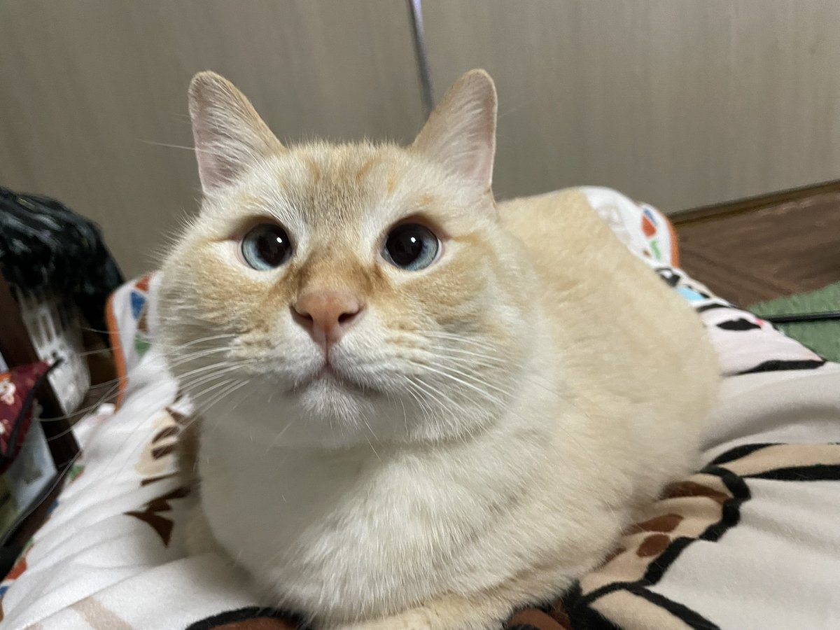 リズ (@nekokoyumaru) on Twitter photo 