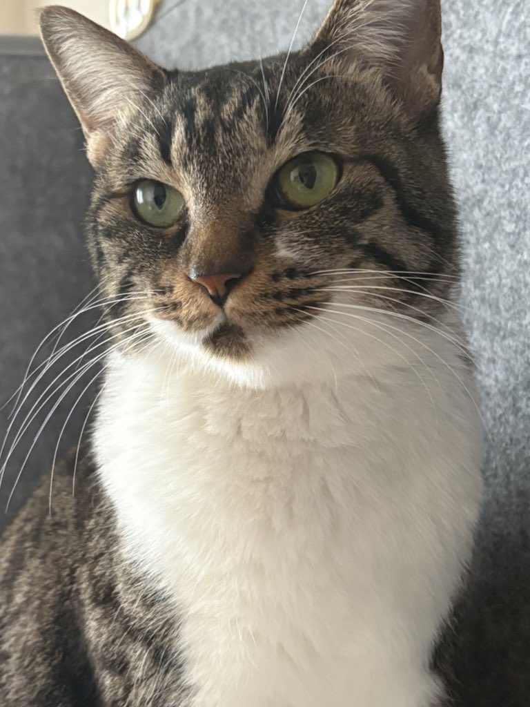 Barazöak_バラゾーク (@BarazoakGyu) / Posts / X