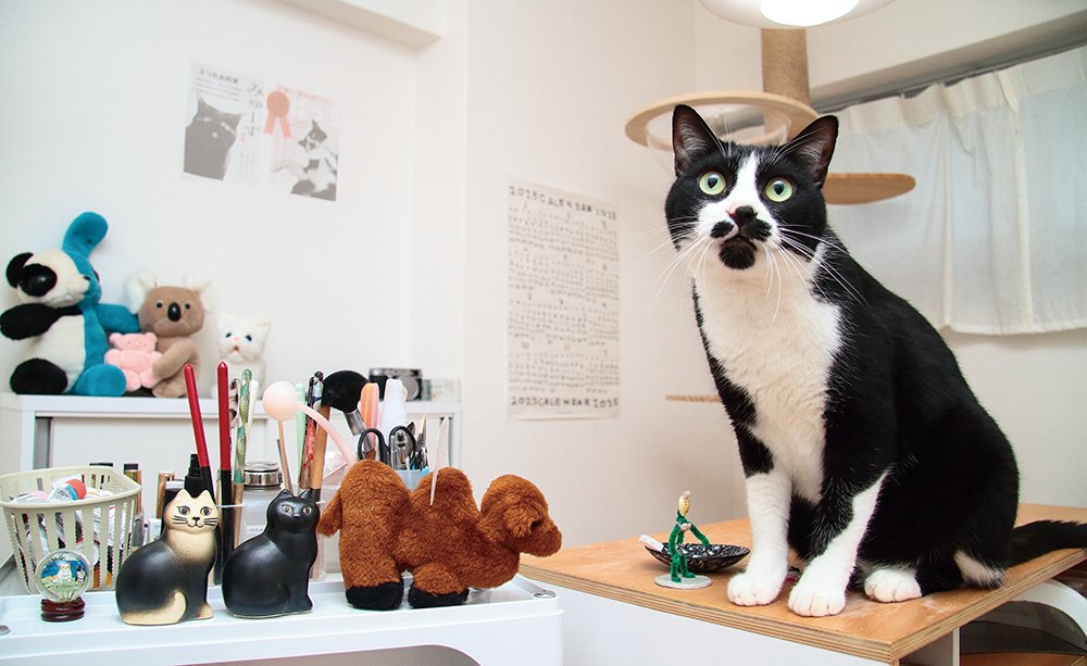 冬猫 様 ページ ?media_id=3742441490116475440