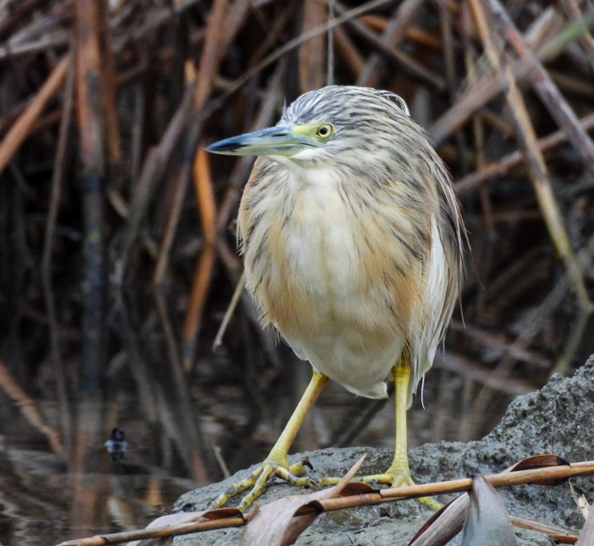 Alaca balıkçıl #hangitür