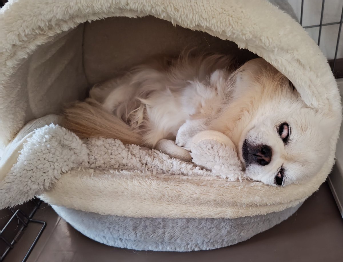 ドームベッドに横になって寝るイッヌ🐶初めて見る寝姿🐶眼が開いてます