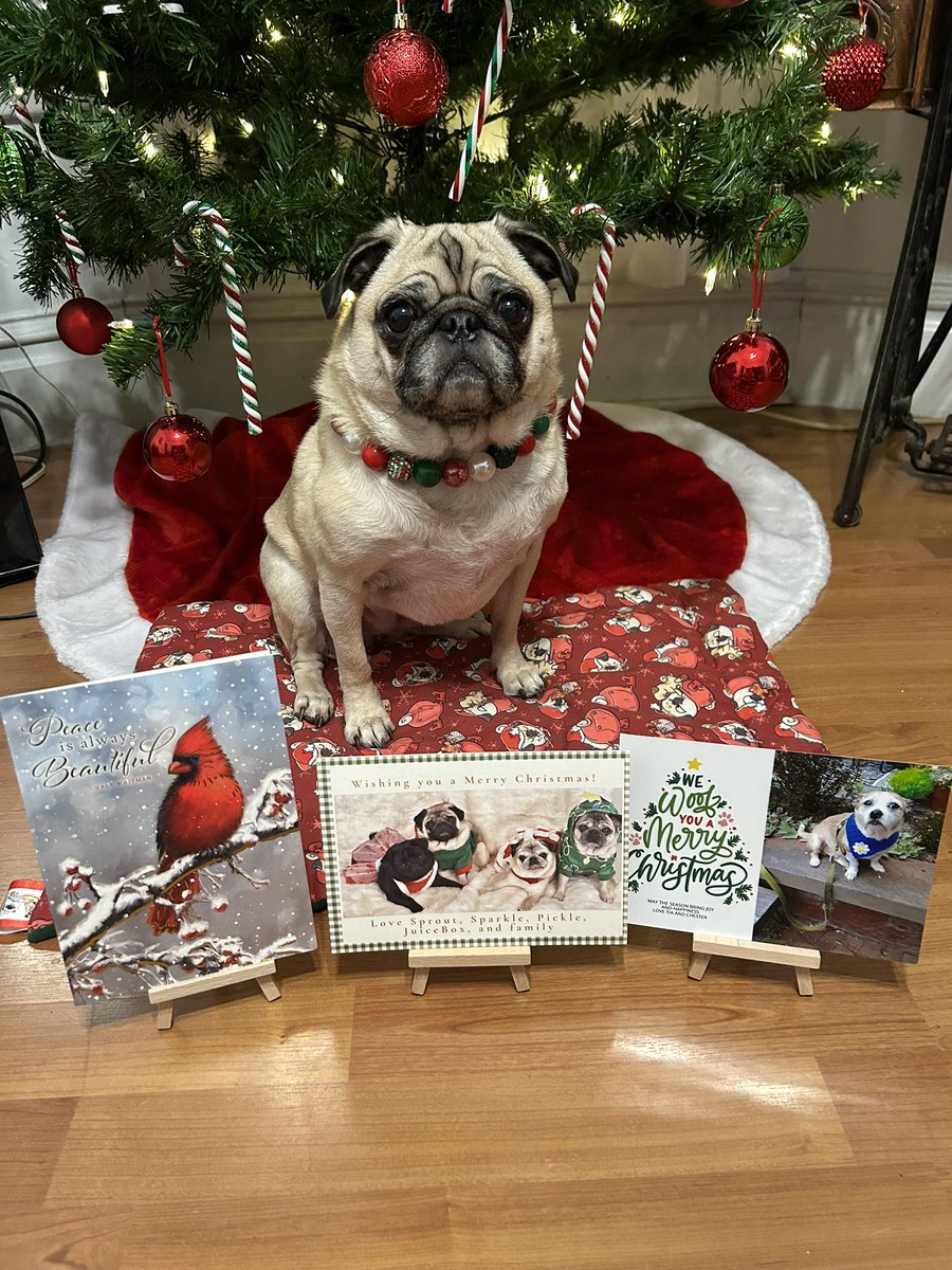 Lt. Petunia Mae Parker 🐷🐑 tweet media