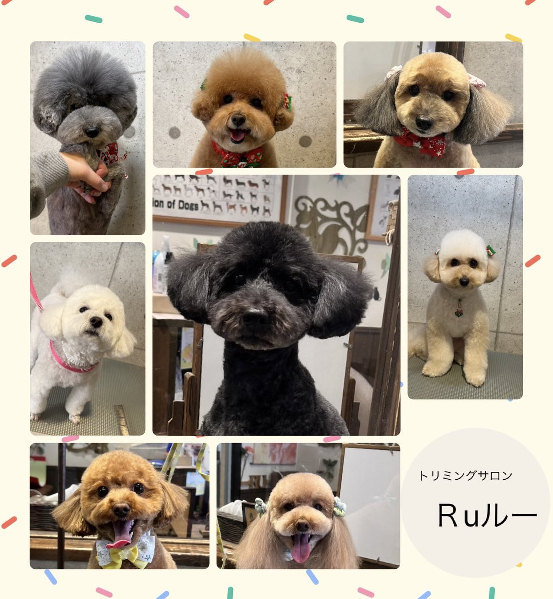 ♡トイプードルのサンタくん
♡トイプードルのモカちゃん
♡トイプードルのシェリーちゃん
♡トイプードルのむぎちゃん
♡トイプードルのココくん
♡トイプードルのおもちちゃん
♡トイプードルのねぎまくん
♡トイプードルのシンバくん
です（╹◡╹）

.
.
.

いつもありがとうございます♡