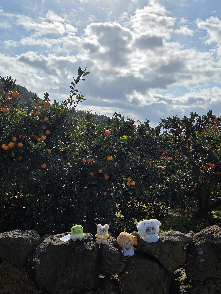 lucya_ucya's tweet image. 제주에 다녀왓더요〰️
3일동안 귤도 3키로 먹고 재밋섯다 긋치 ?¿