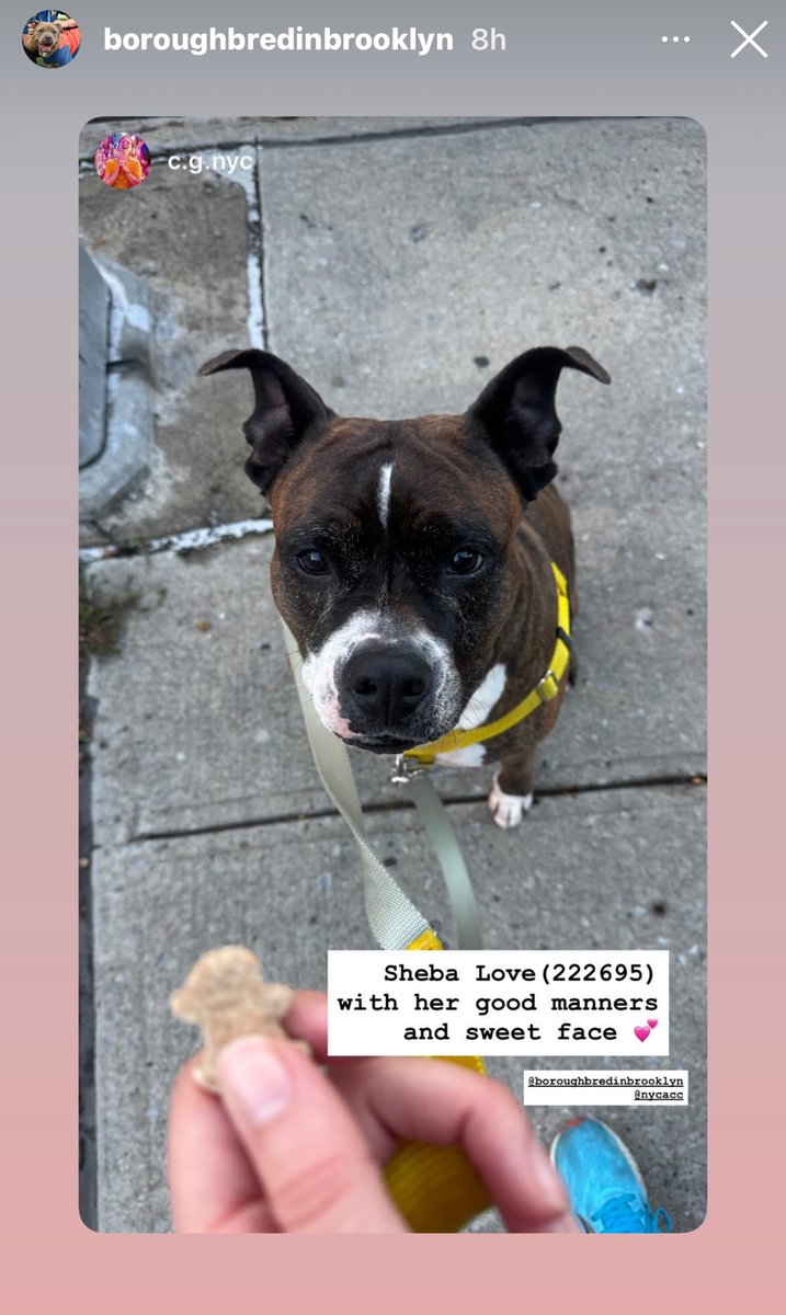 BeeDoDoobieDo's tweet image. 💝SHEBA LOVE
Queens NYCACC nycacc.app/browse/222695