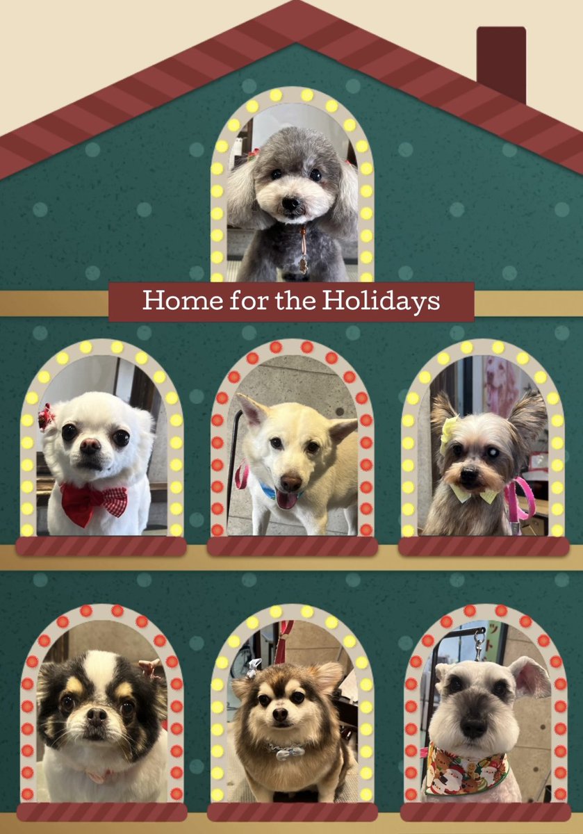 ♡トイプードルのリルちゃん
♡チワワのココちゃん
♡ハーフのゴンくん
♡ハーフのアメルちゃん
♡チワワのヒメちゃん＆トノくん
♡ミニチュアシュナウザーのエムくん
です（╹◡╹）
.
.
.

いつもありがとうございます♡