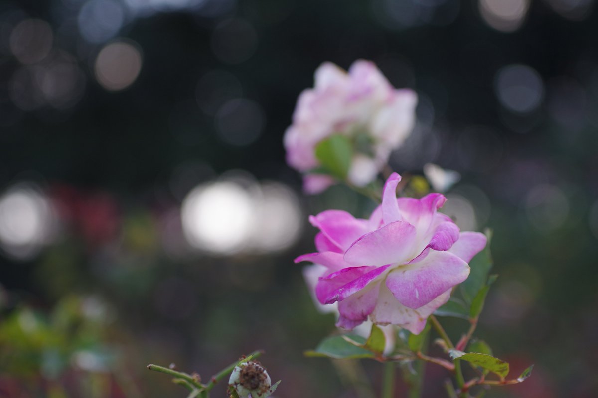 zekken_00's tweet photo. #TLを花でいっぱいにしよう https://t.co/fsm0vBmkp1