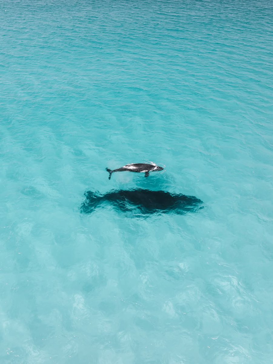 North Stradbroke Island tweet media