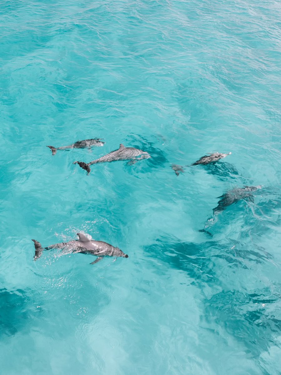 North Stradbroke Island tweet media