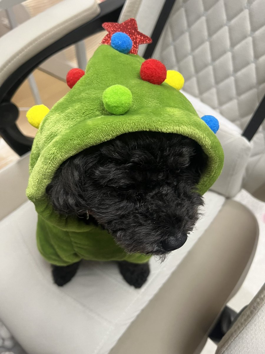 藍色🦋🐶 (@papikosu0124) / Posts / X