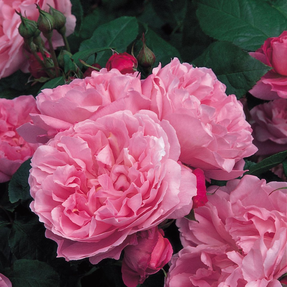 メアリー・ローズ - Mary Rose (Ausmary) 鮮やかで上品なローズピンク