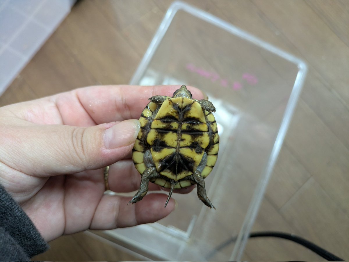 ももれおん😺 (@momoleon2357) / Posts / X