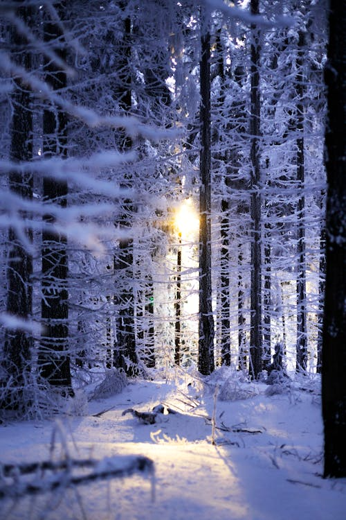 OxfordSophic's tweet photo. At the end of the day, for what it's worth, nature, the cosmos, through us, is conscious, self-aware, living, high IQed, disposed to self-organize, grow from one level of understanding and execution to the next. The physical, the spirit, #Resurection, tomorrow looms bright. https://t.co/VFxUTBOaak