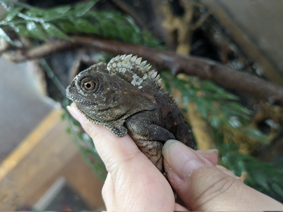 ももれおん😺 (@momoleon2357) / Posts / X