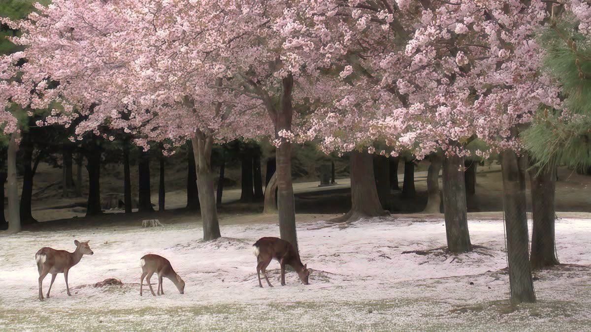 GaiaSerenity's tweet image. 