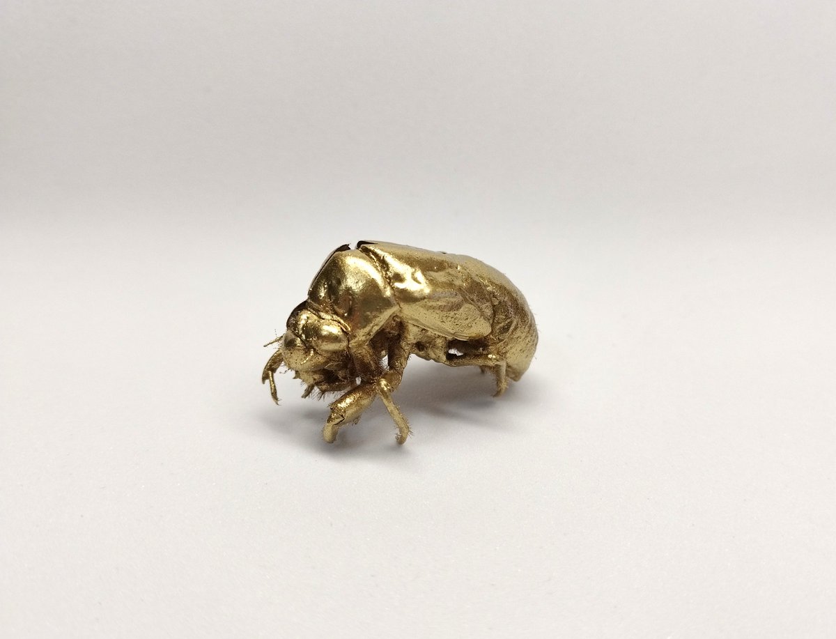 ヤマセミ　剥製 Yahoo!オークション - 【貴重】ヤマセミ 剥製 やませみ アンティーク