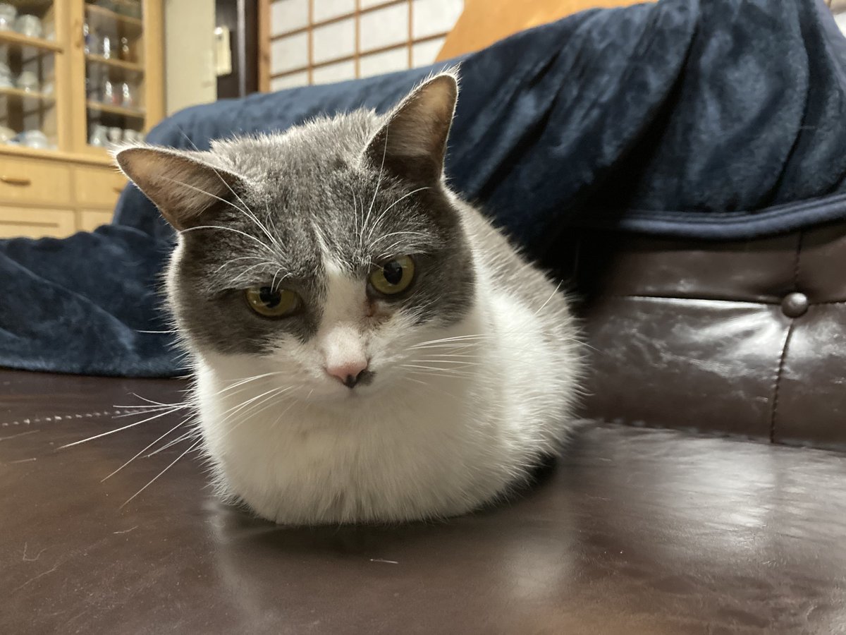 🍨おしや🍨12/21西1シ20ab (@0shiya) / Posts / X