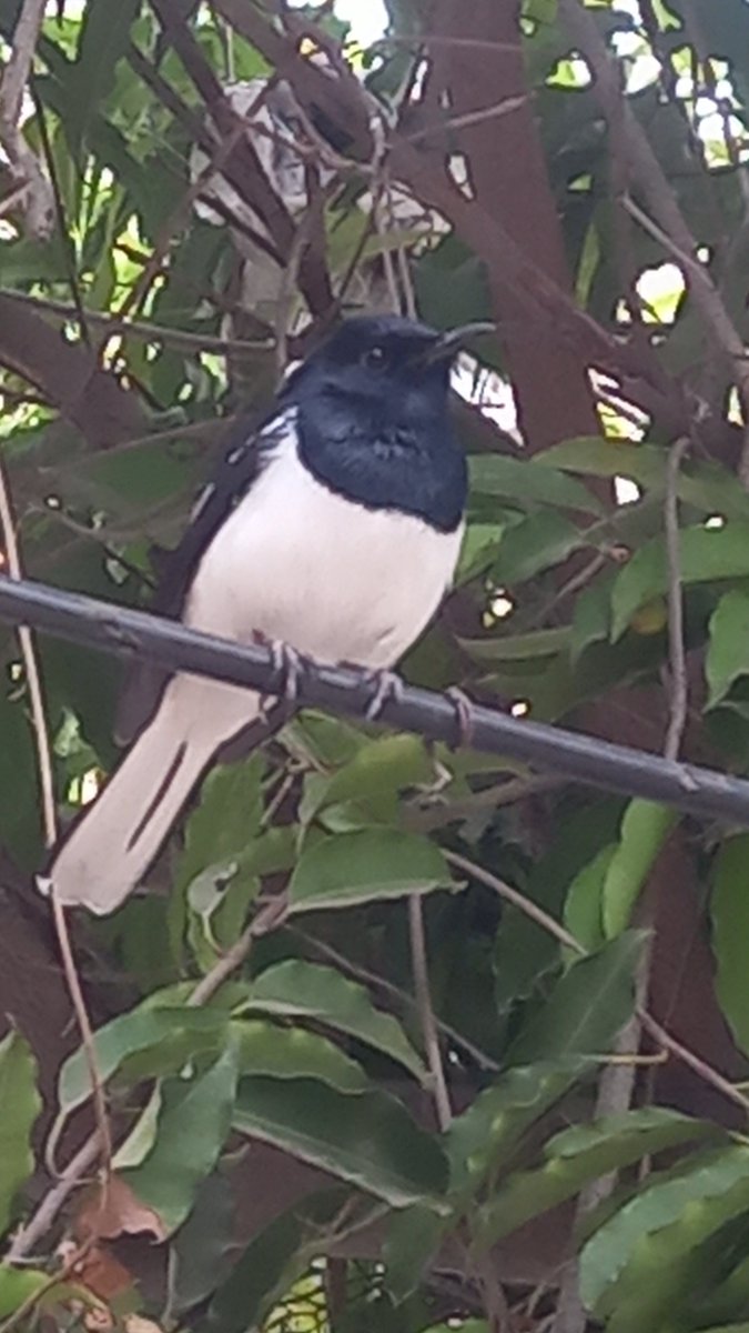 お早うございます。今日の野鳥可愛いでしたね、私が撮影している間も全然気にしなくてちゃんと座り続きました、Good morning everyone.Today again met this lovely Robin which didn't budge at all even when I was near.🤗❤️❤️#birds #nature #birdwatching #鳥 #野鳥