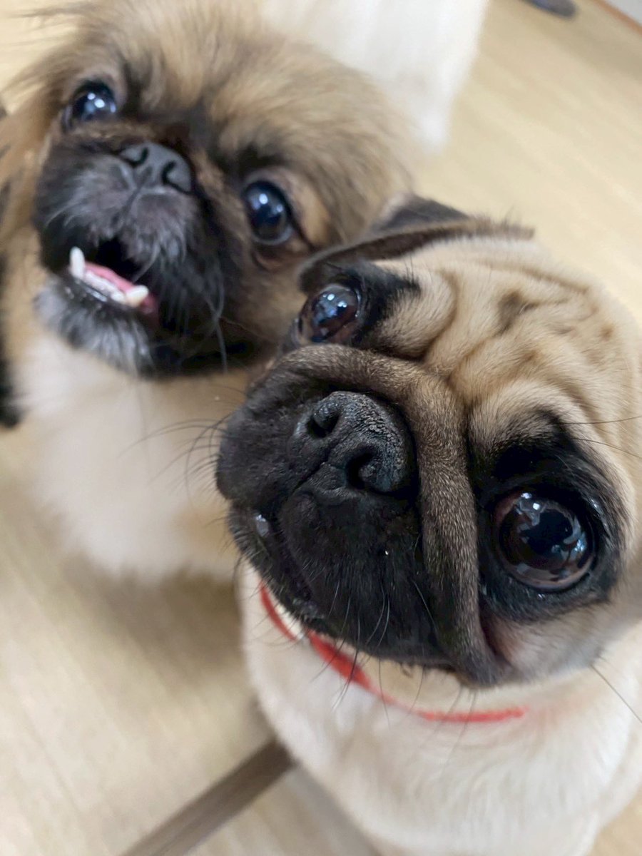 Dogs&CatsCafe月と太陽 (@tukitai_0605) / Posts / X