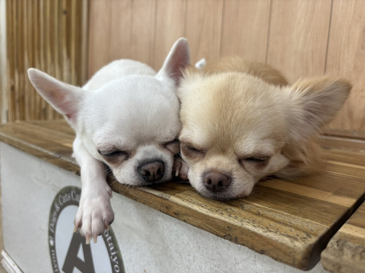 Dogs&CatsCafe月と太陽 (@tukitai_0605) / Posts / X