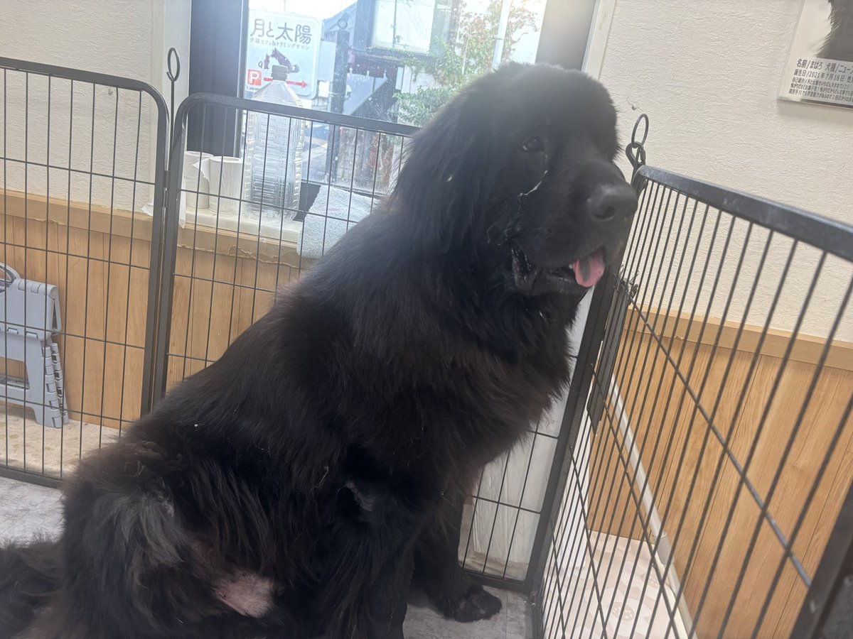 Dogs&CatsCafe月と太陽 (@tukitai_0605) / Posts / X