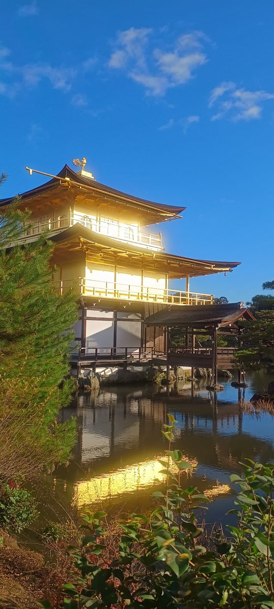 NissyPoi's tweet image. 毎年この時期に京都に来るから、1つずつ観光してる
一昨年が伏見稲荷、去年が清水寺、今年は金閣寺