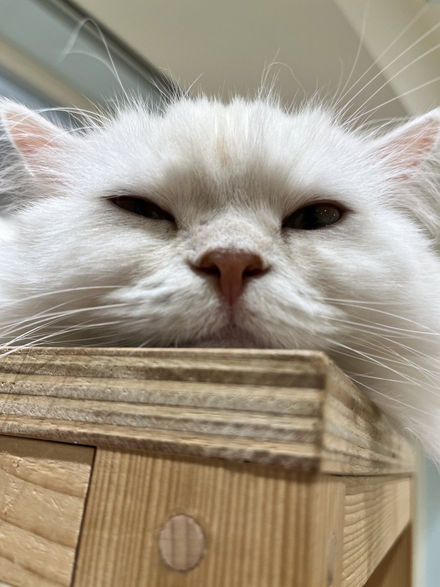 Cat Twitter Community on X - 73.9K Members