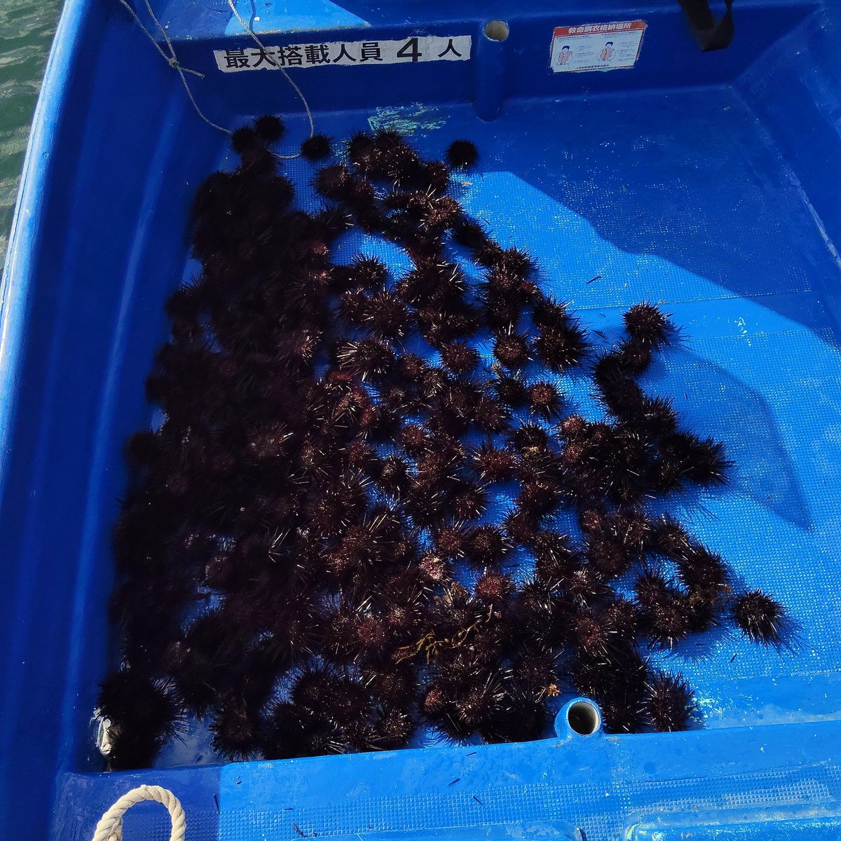 おーいサザエーどこいった👀？
全然おらんぞー！
もう今日はウニを捕る事にしたんだ🌞
コンテナ2つ分🫡