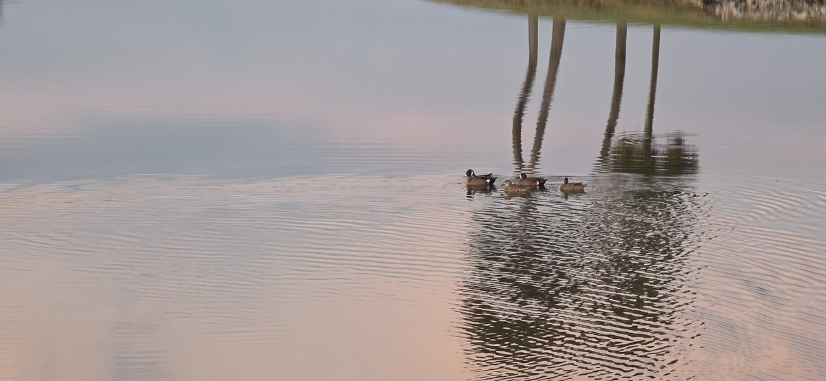 Tonight's walk reminded me how beautiful and connected golf courses are to nature. I hope if you are coming to the show this year you can stop on by <a href="/LBKCR/">Resort at Longboat Key Club</a> for a visit. We are very proud of our space and love to share our approach to respecting and living in harmony with coastal