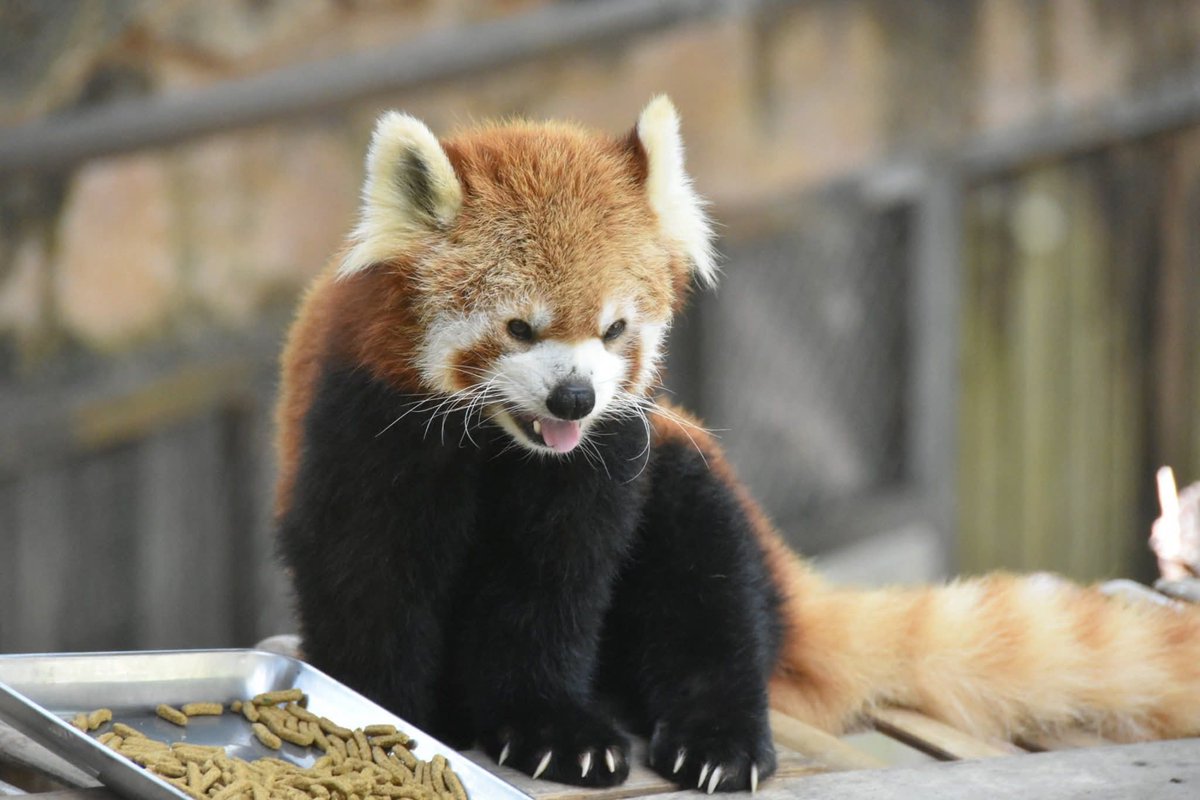 redpanda